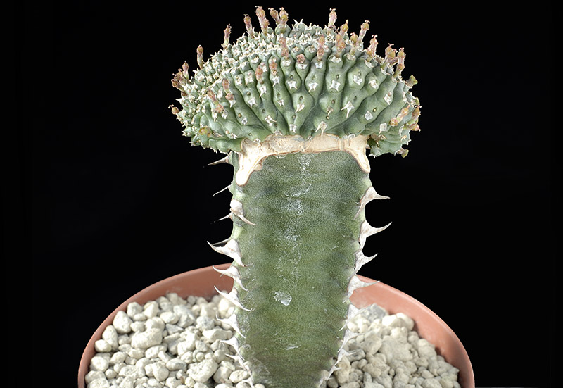 Euphorbia phillipsioides f. crest. Cm. 4,5 € 135,00.jpg